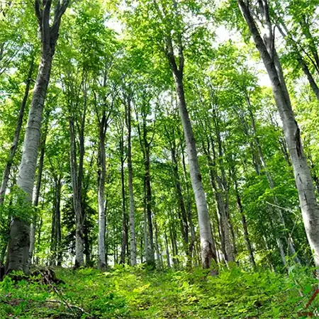 Букова планина