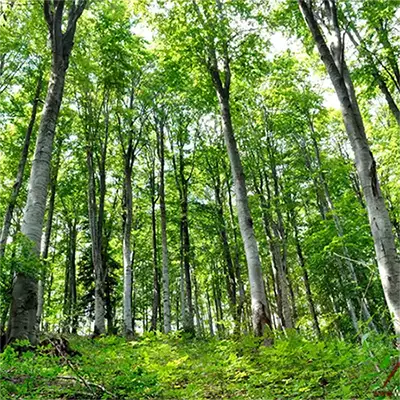 Букова планина