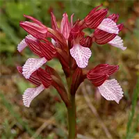 Салеп пеперудоцветен