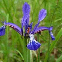 Синтенисова перуника