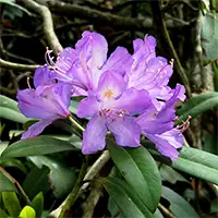 Странджанска зеленика