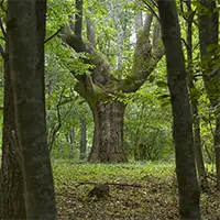 Странджански дъб