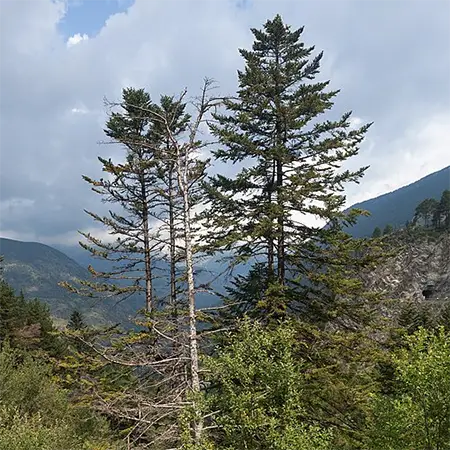 Ела