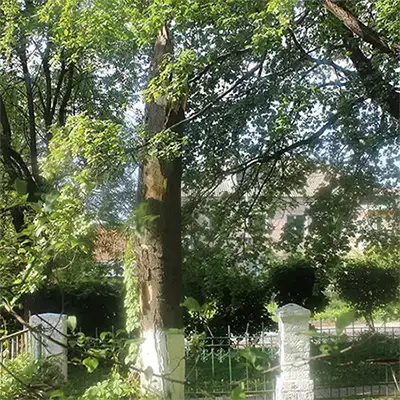 Айлант