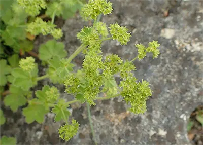 Българско шапиче