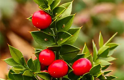 Бодлив залист