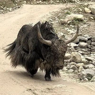 Як
