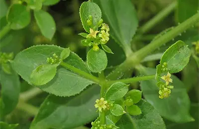 Бояджийски брош