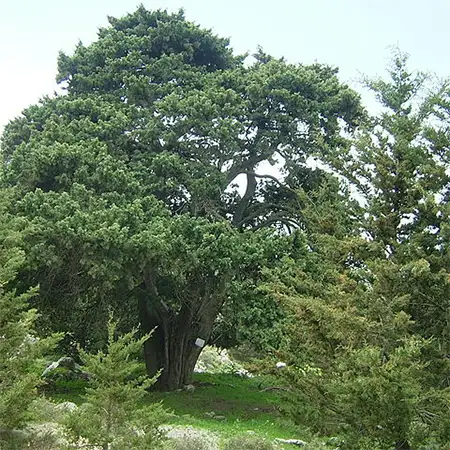 Кипарис