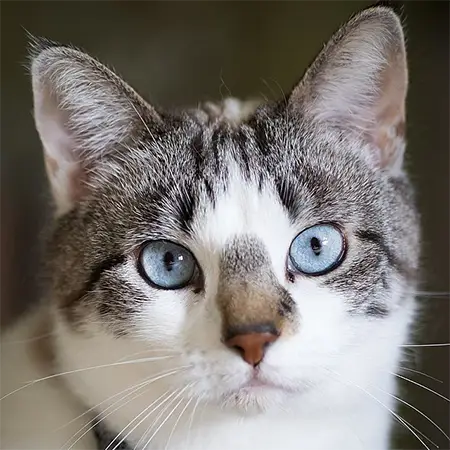 Котка