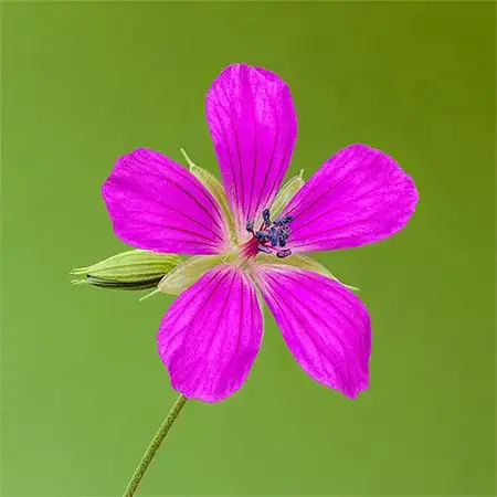 Блатен здравец