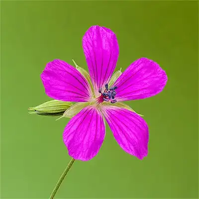 Блатен здравец