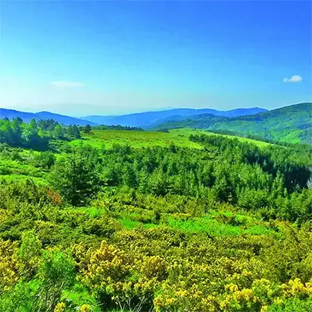 Гората