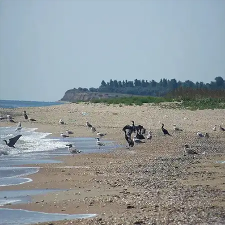 Град Шабла