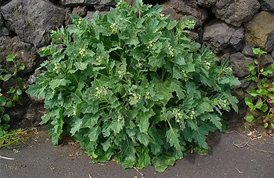 Белият блян