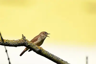 Южен славей