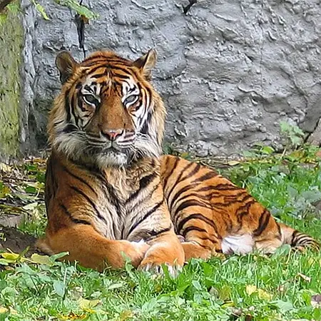 Тигър