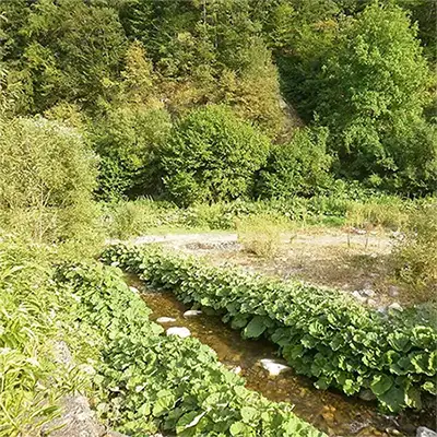 Пещерска река