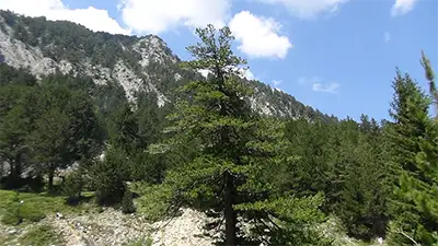 Пирински гори