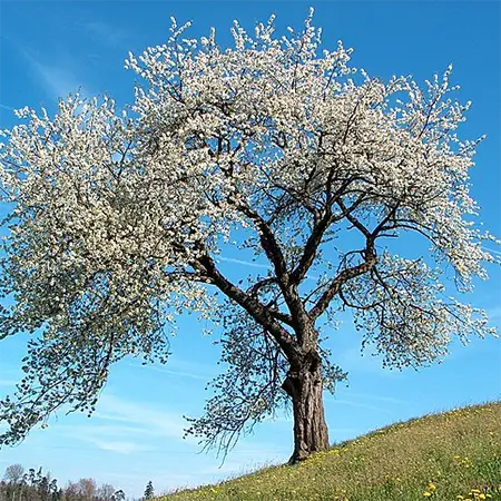 Череша