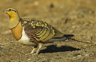 Шилоопашата пустинарка