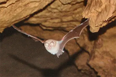 Южен подковонос