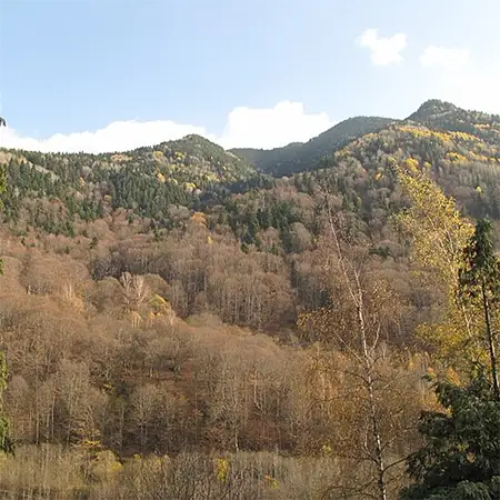 Рилски гори