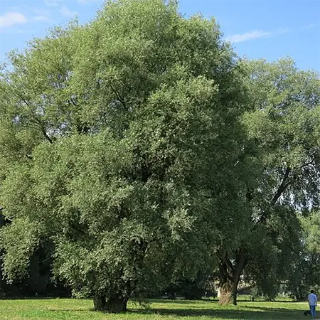 Бяла върба