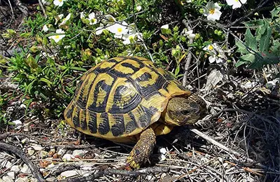 Шипоопашата костенурка
