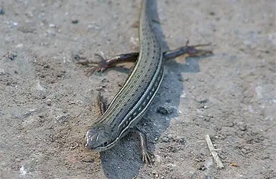 Юздичен гущер