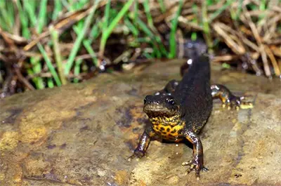 Южен гребенест тритон