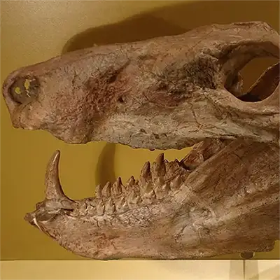 Зверозъби влечуги