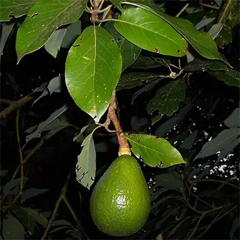 Авокадо (Persea americana)