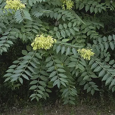 Айлант (Ailanthus altissima)