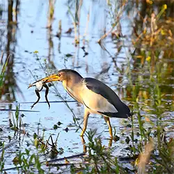 Алдомировското блато е блато в България