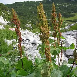 Алпийският лапад