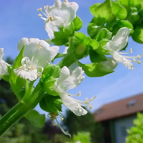 Американски босилек
