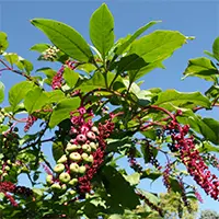 Американски винобой