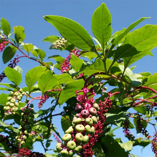 Американски винобой