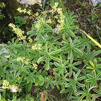 Анизово шапиче