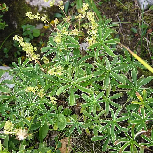 Анизово шапиче