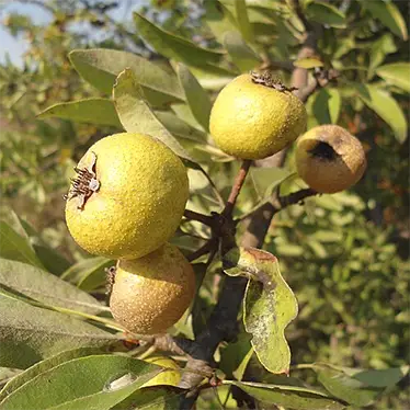 Бадемолистна круша