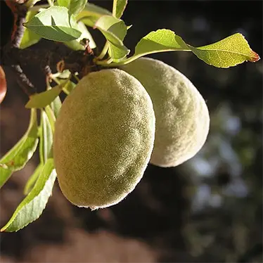 Бадемът (Prunus dulcis)