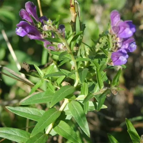 Байкалски шлемник