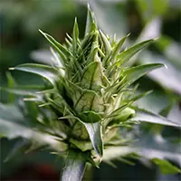 Балкански страшник