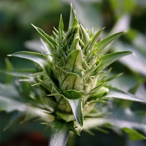 Балкански страшник