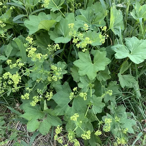 Балканско шапиче