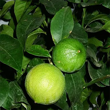 Бергамот (Citrus bergamia)