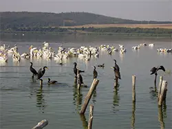 Бургаските езера