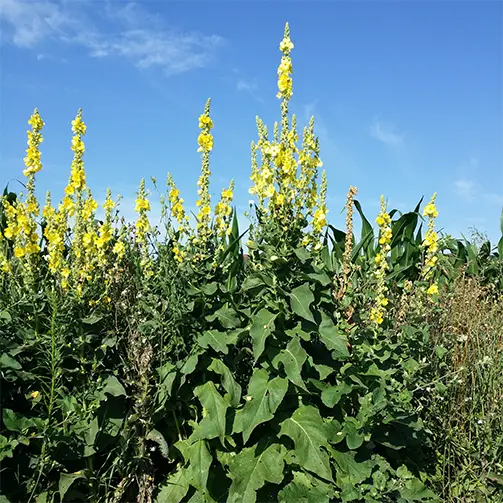 Вълнестa бялoтoртичка